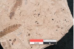 Foto (Detailansicht) von Dryandra sp. (NHMW-GEO-2024-0188-11468)
